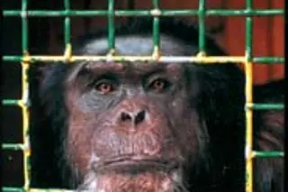 chimp 1