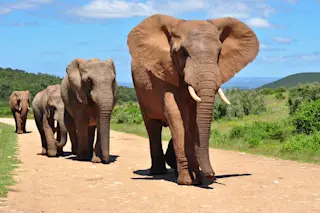 African elephants