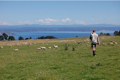 A view across Lake Taupō