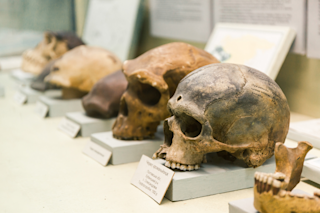 Human evolution