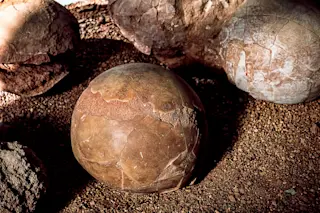 Fossilized Dinosaur Eggs