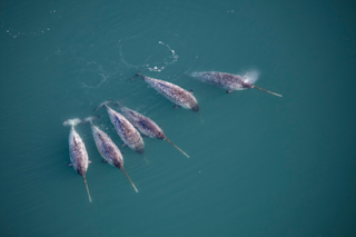 Narwhal Pod