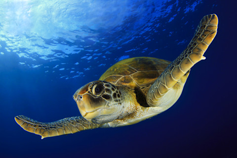 Green sea turtle