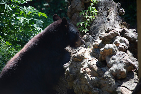 Louisiana black bear