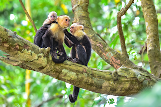 Capuchin monkeys