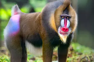 Mandrill 