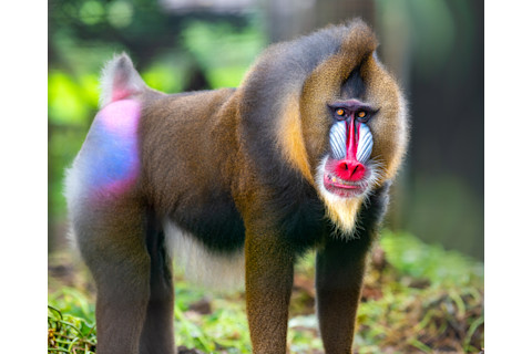 Mandrill