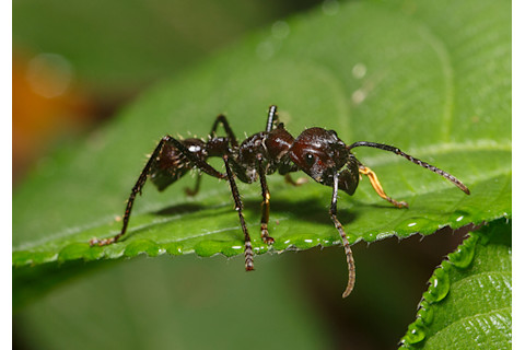Bullet Ant