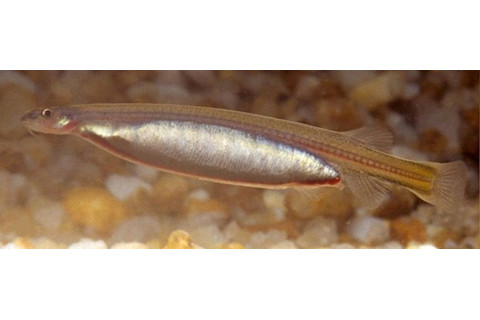 Candiru