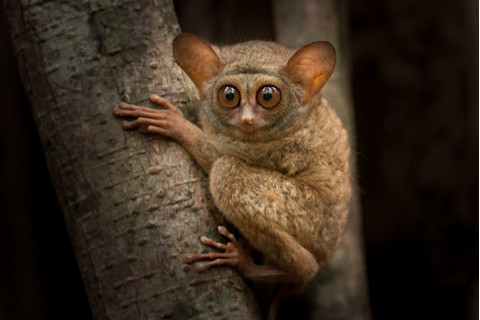 Tarsier