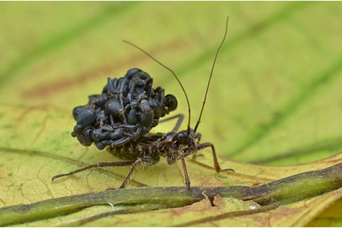 assassin bug