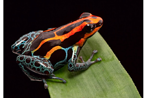 Poison Dart Frog