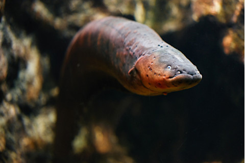 Electric eel