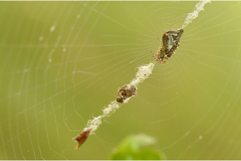 Spider