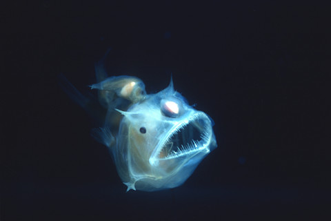 Angler fish