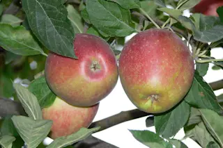 Malus sieversii wild apple
