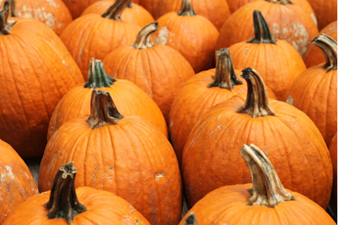 several orange field pumpkins