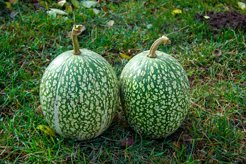 cucurbita ficifolia green squash