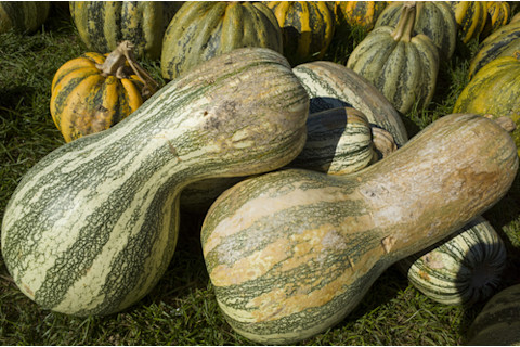 Cushaw squash