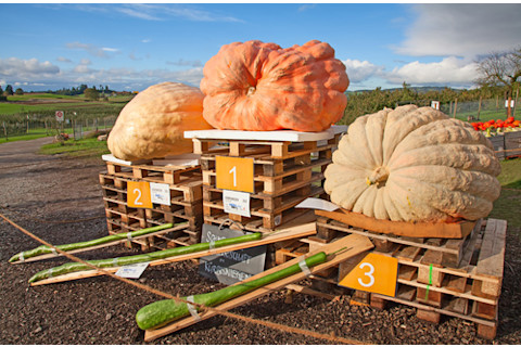 Giant pumpkin