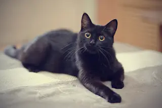 Black Cat