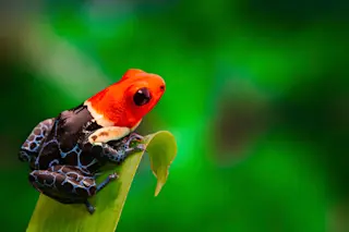 Poison dart frog