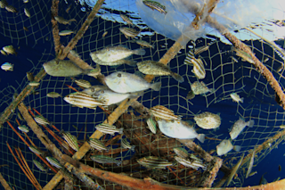 Overfishing