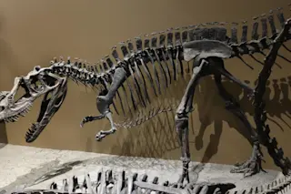 Ceratosaurus mount utah museum 1