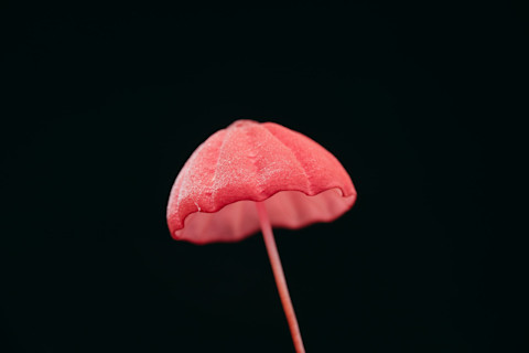 Red Pinwheel Mushroom