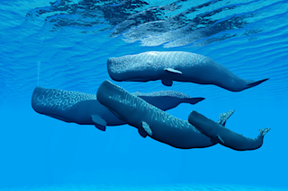Sperm whales