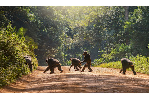 Primates