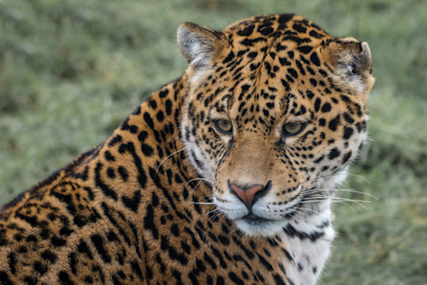 Jaguar