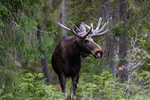 Moose