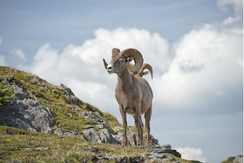 Big Horned Sheep