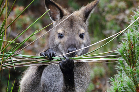 Wallaby