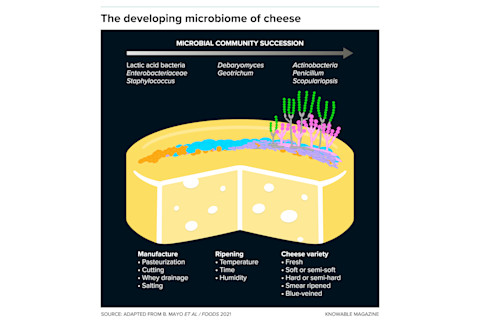 g-microbiome-of-cheese-alt