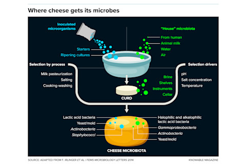 g-where-cheese-gets-microbes-alt