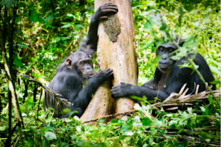 Chimpanzees