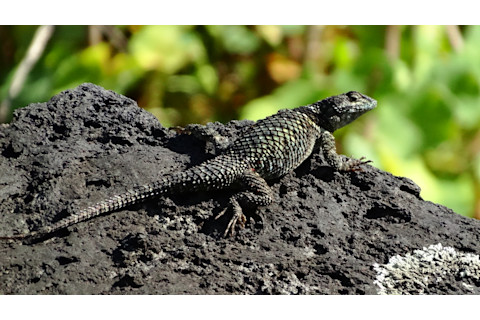 Sceloporus torquatus