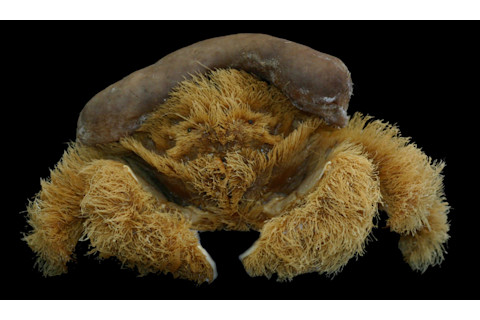 Lamarckdromia beagle