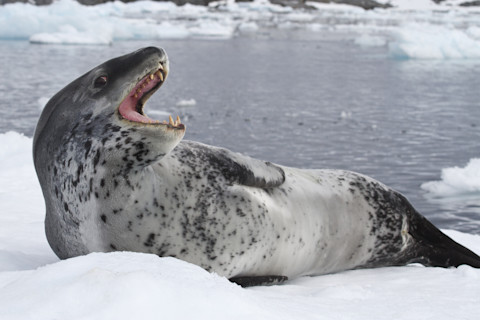 Leopard seals