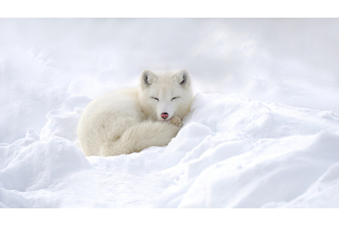 Arctic fox