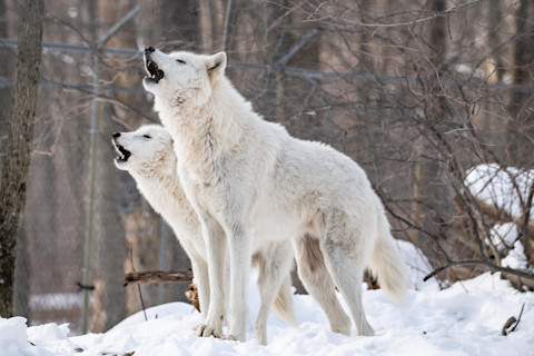 Arctic wolves