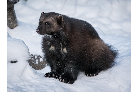 Wolverine