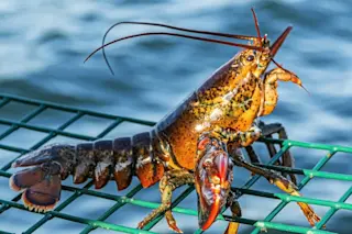 Lobster