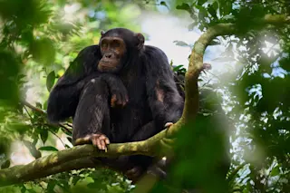 Chimpanzee