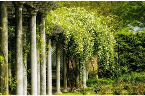 Hanging Garden