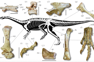 A newly-described dinosaur from Brazil is the oldest long-necked dino ever found, dating back 233 million years. (Credit: Müller et al 2018)