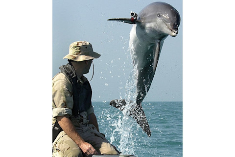 Navy dolphin during training