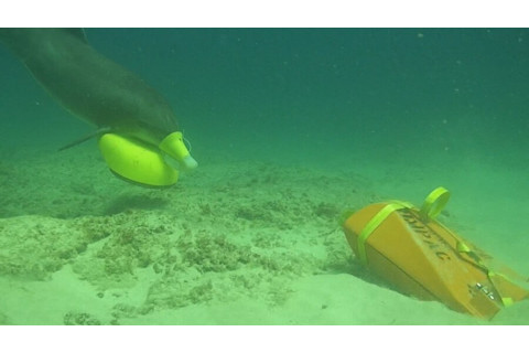 Dolphin with marking device